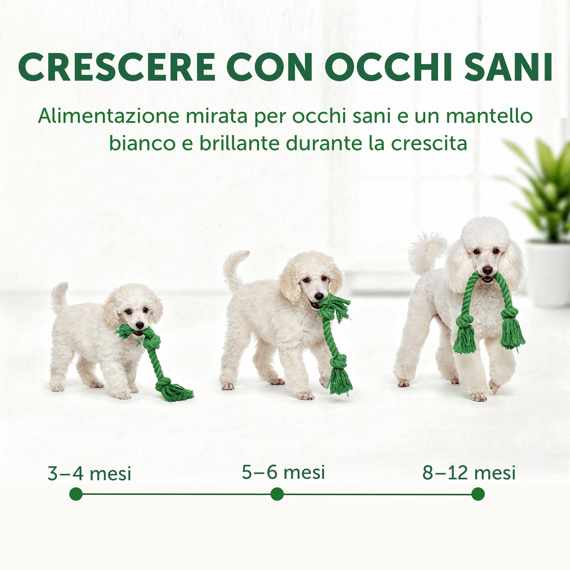 Nature’s Protection Superior Care Crocchette Cani ad Alto Contenuto Proteico - Cibo per Cani Junior Bianchi Ipoallergenico con Pesce Bianco - Omega 3 e 6 - Contro le Macchie da Lacrimazione (1,5 kg)