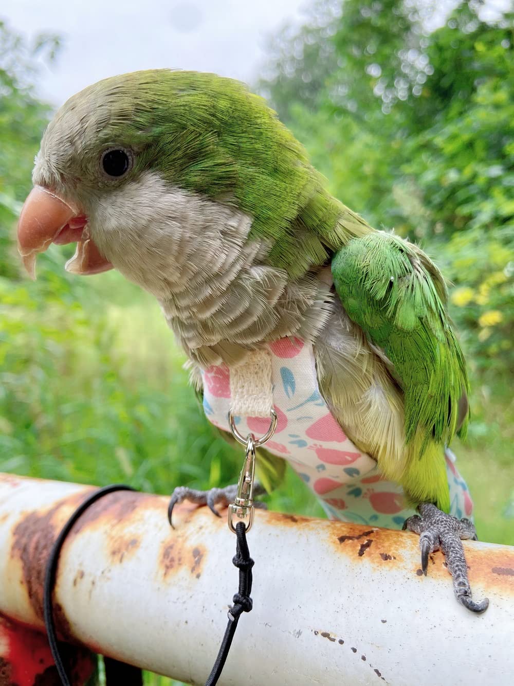 Monk Costume Bird Flight Suits Diapers, Parrot Diapers For Monk