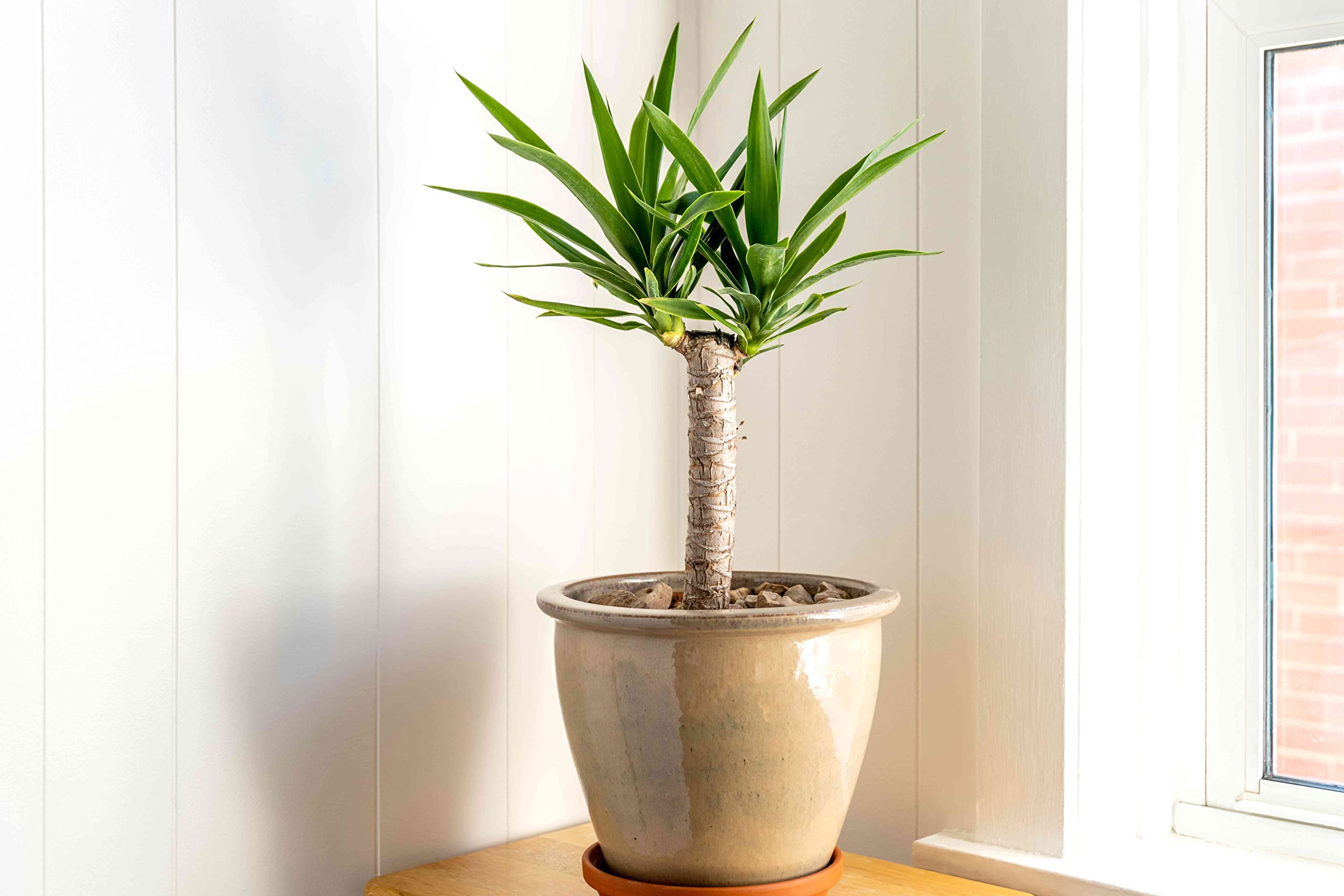 Yucca Tree for Indoor SEEDS (B0BQ92H1C4) Amazon Price History, Amazon Price Tracker