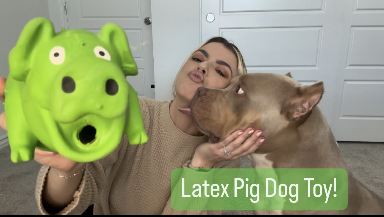 Real Review of the - POPLAY Squeaky Latex Pig Dog Toy! on Amazon Live