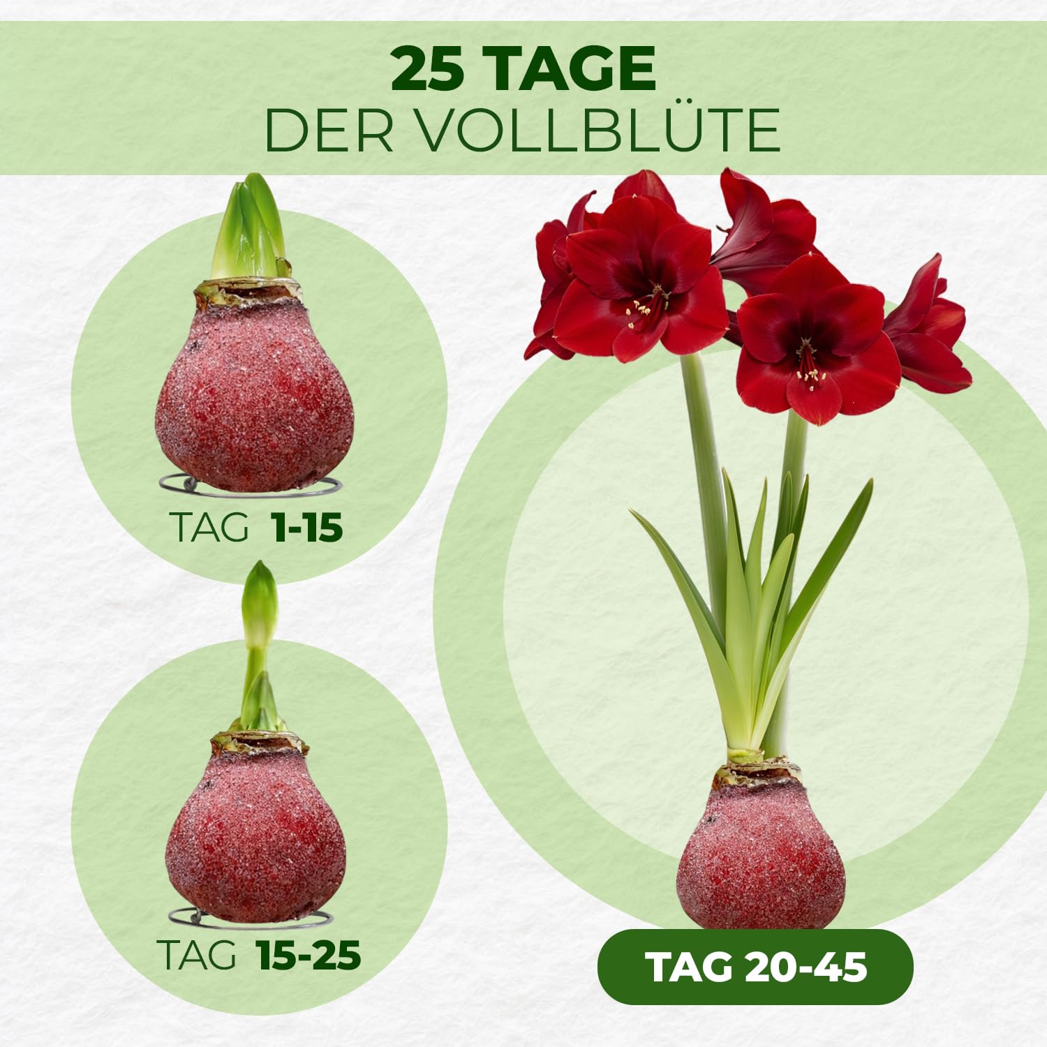 Amaryllis in Wachs Glitter Red - 2 Wachsamaryllis Blumenzwiebeln