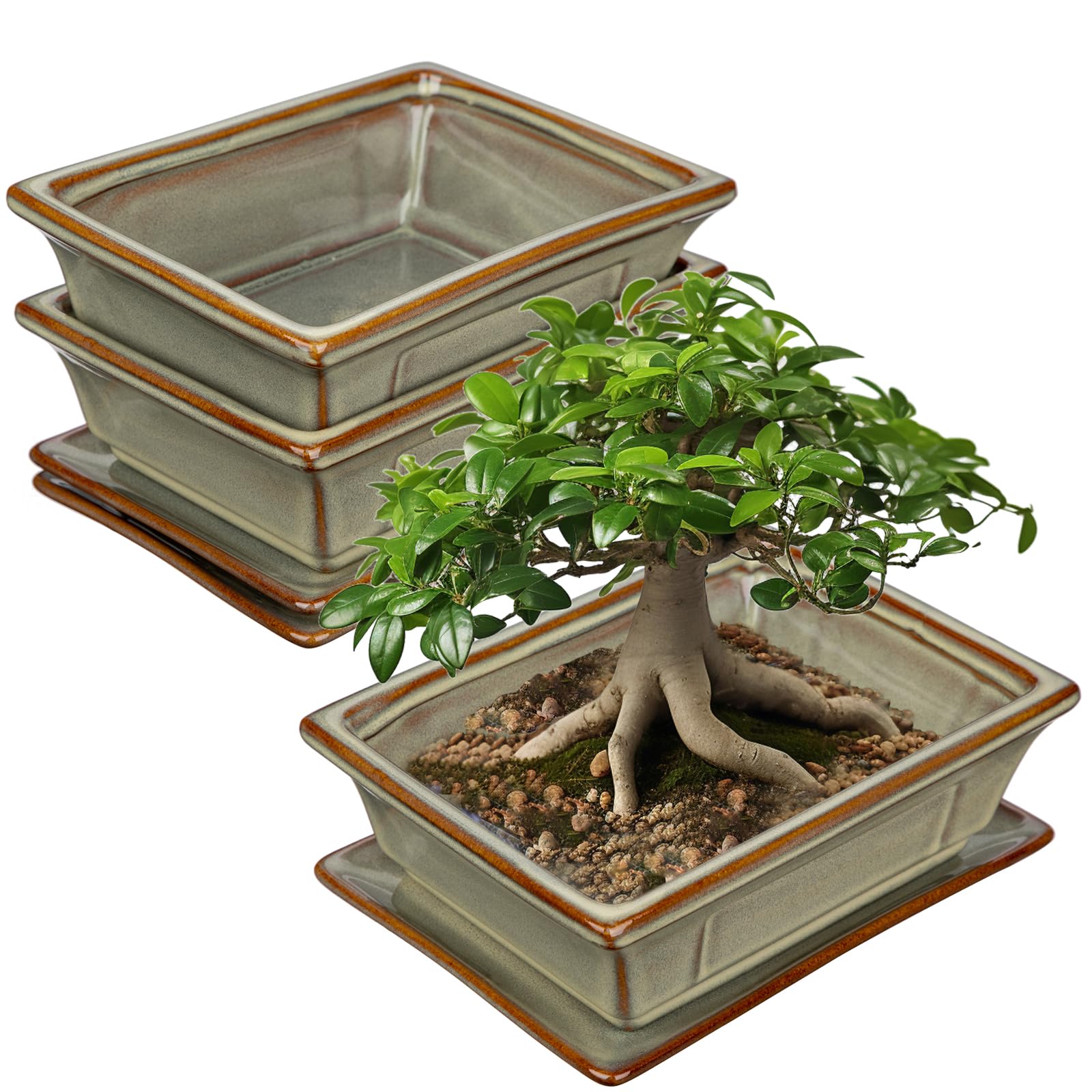 Photo 1 of Villa Como Set of 2 Bonsai Pots with Drainage Tray, 7.5" Brown Glazed