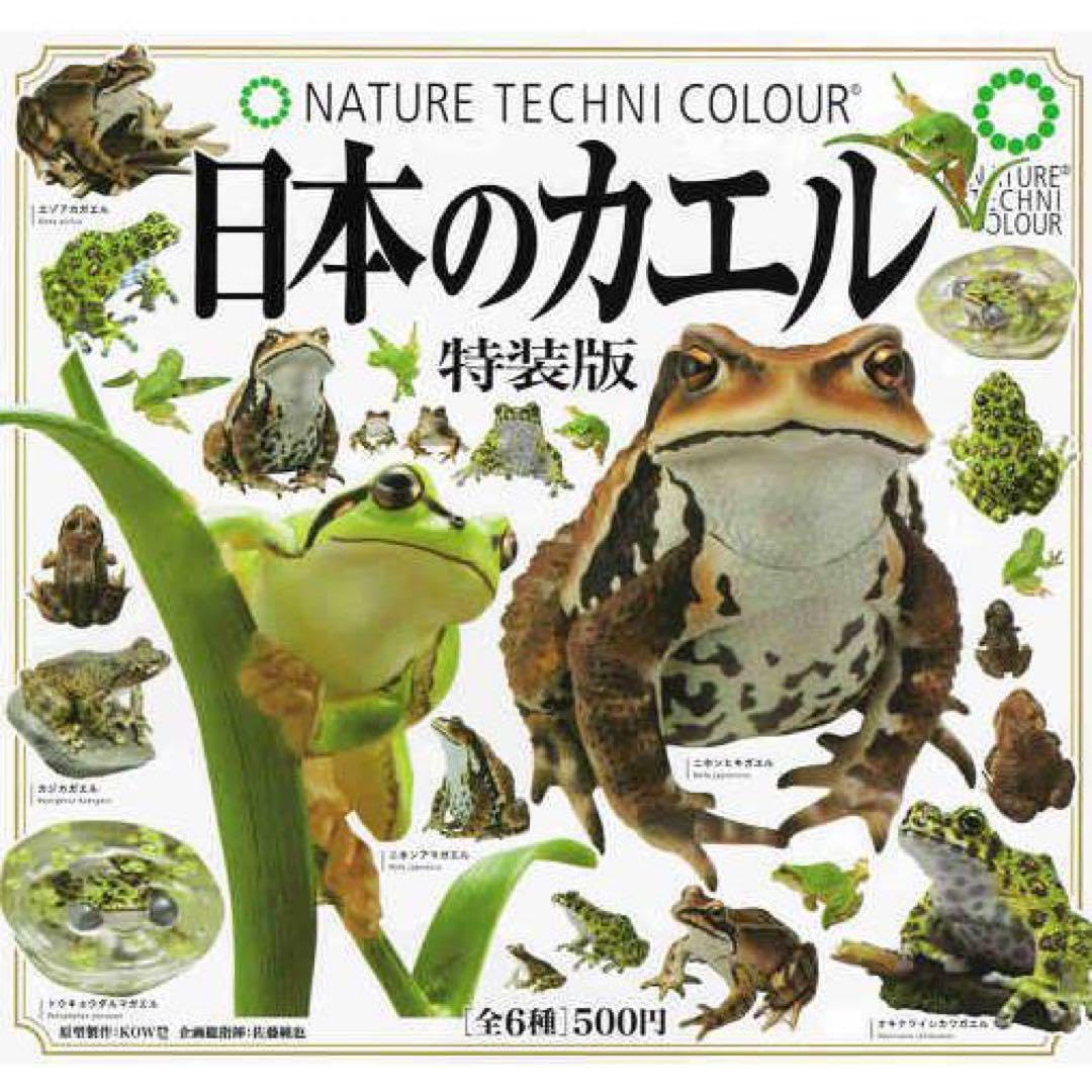 Amazon.co.jp: 日本のカエル 特装版 トウキョウダルマガエル : ホーム