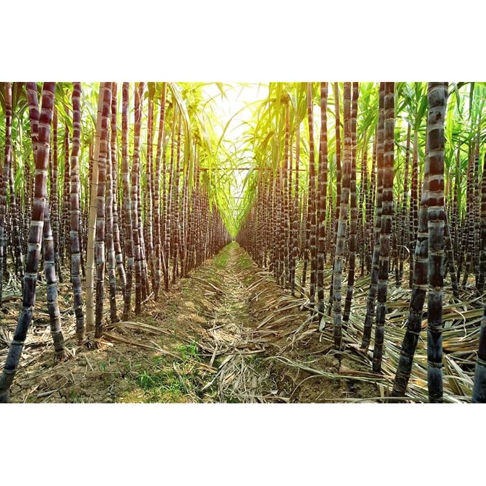 Buy Giant Sugar Cane Seeds 20 Seeds Grow The World's Tallest Sugar