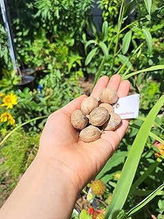 Hundredfold Fresh Shagbark Hickory 4 Tree Seeds - Carya ovate Ontario Grown, Fresh Native Tree Nut for Planting, Shade Tree