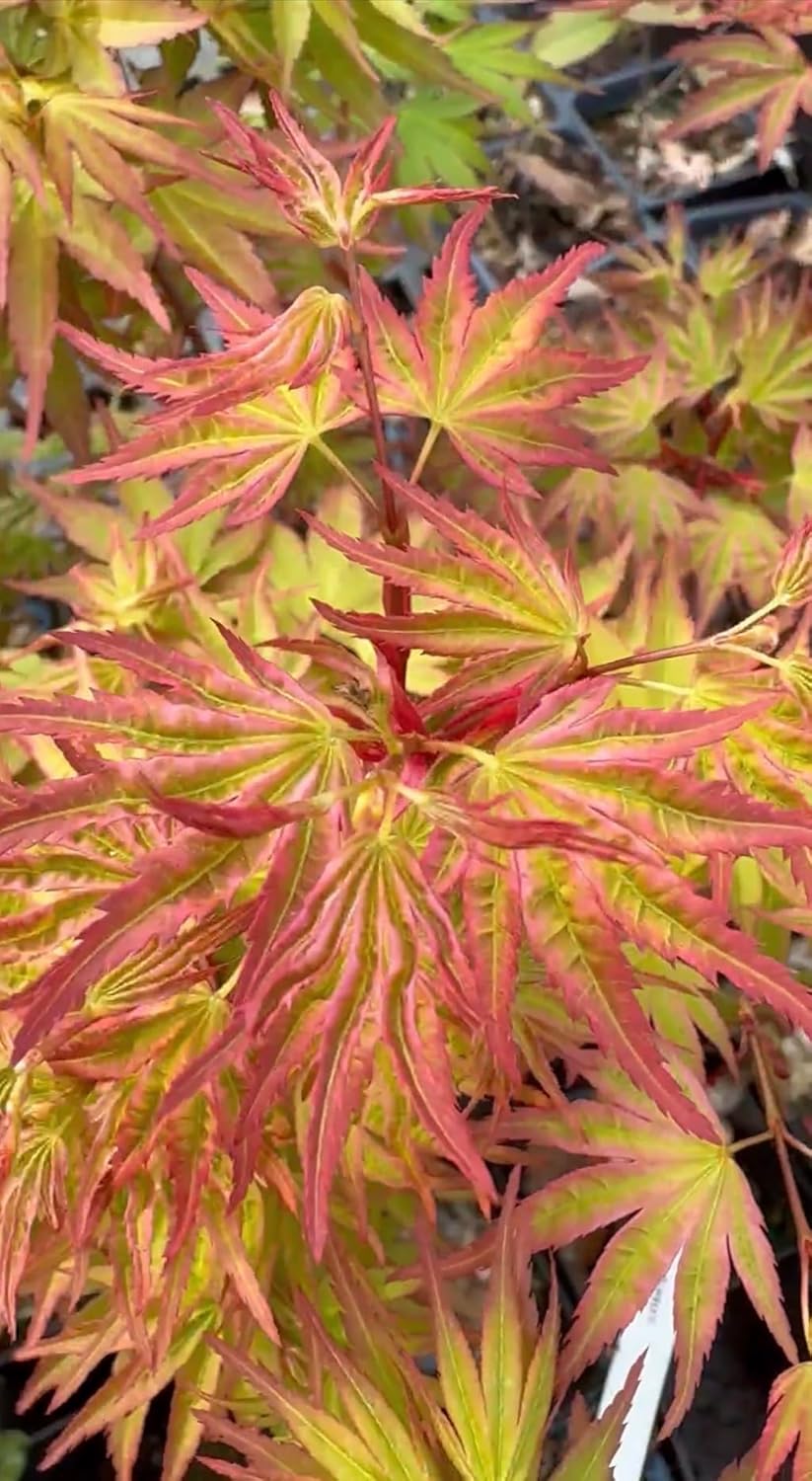 Ikandi Dwarf Variegated Japanese Maple 2 -Year Plant