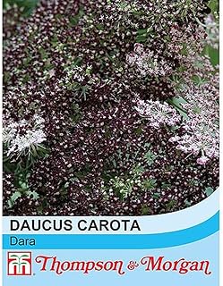 Daucus carota 'Dara' Wild Carrot Hardy Annual Flowers Spring Autumn Sowing Summer Autumn Flowering Garden Plants Grow Your Own 1 x Seed Packet (75 Seeds) Daucus carota 'Dara' by Thompson and Morgan