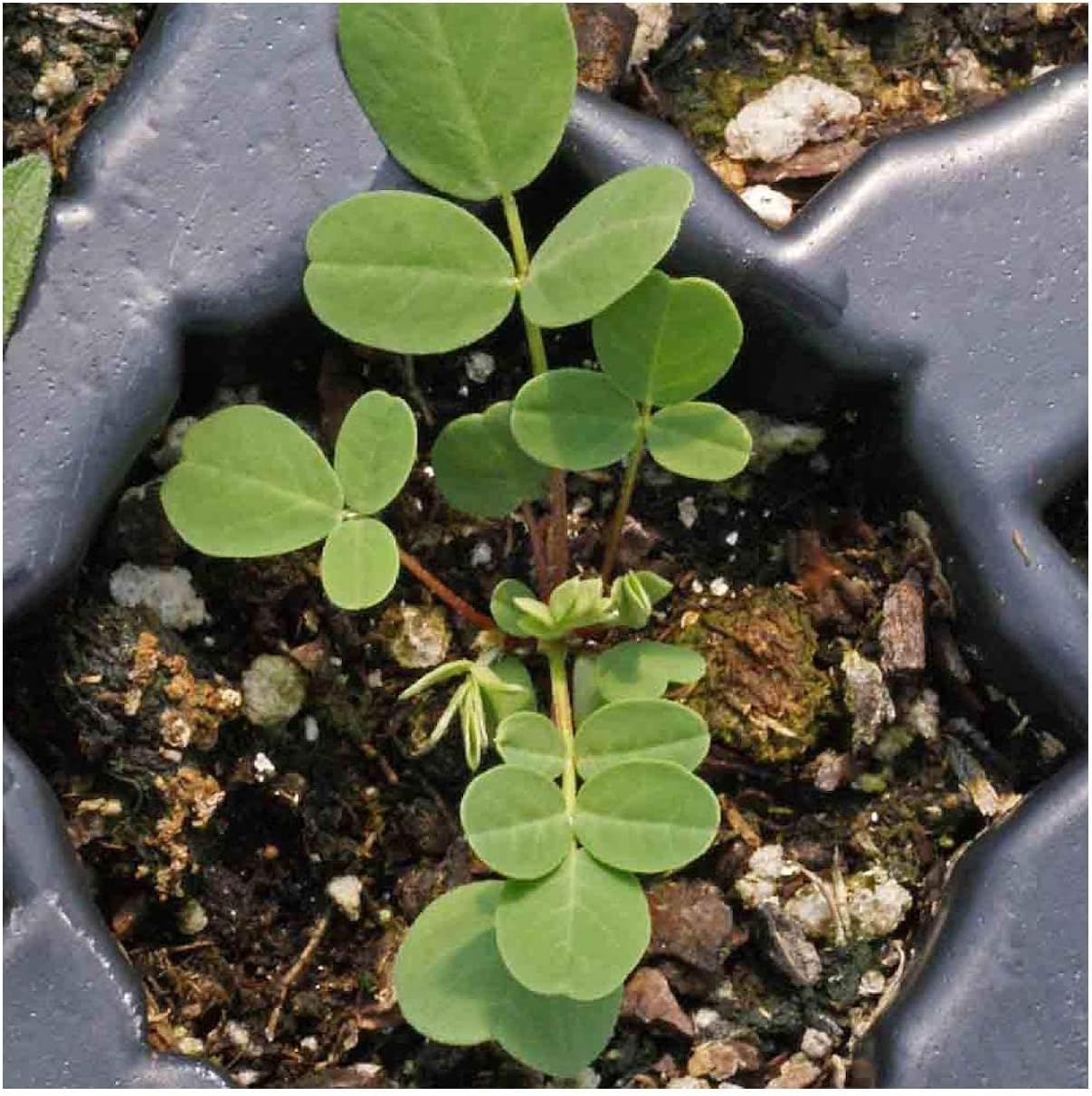 Everwilde Farms - 1 Lb Canadian Milk Vetch Native Wildflower Seeds - Gold Vault