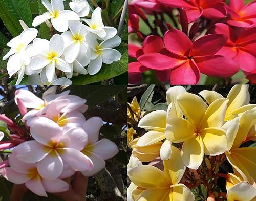 4 Hawaiian Plumeria Planta Esquejes Mixed Colores ~ crecer Hawaii by Kanoa Hawaii