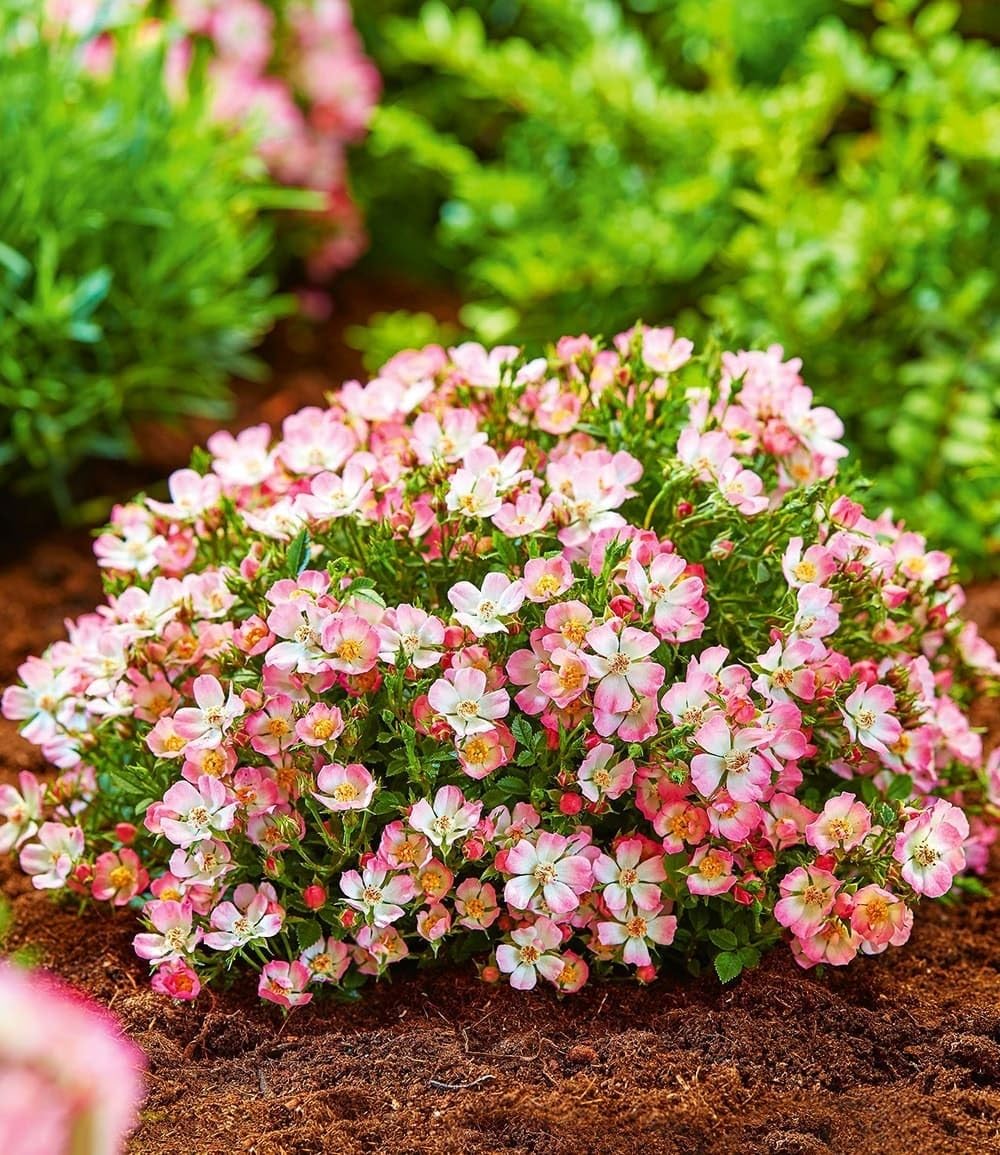 BALDUR Garten 6x Alpin-Rose Cutie Pie®, Pflanzen im 9x9 cm-Topf