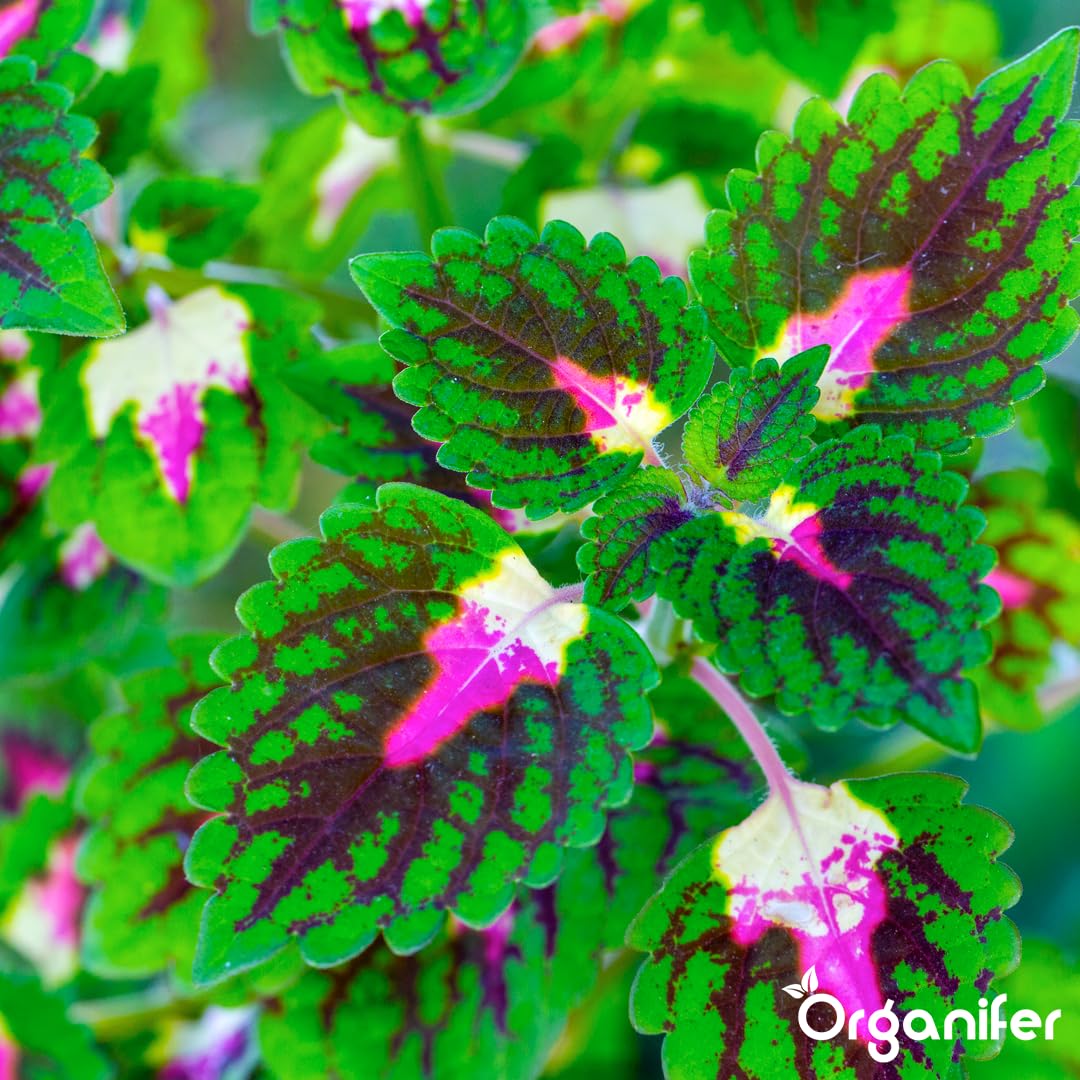 Fertilizante Líquido - 5x1L - Para Coleus - NPK 3-4-3 | Plantas Fuertes Y Vitalidad Óptima - Organifer
