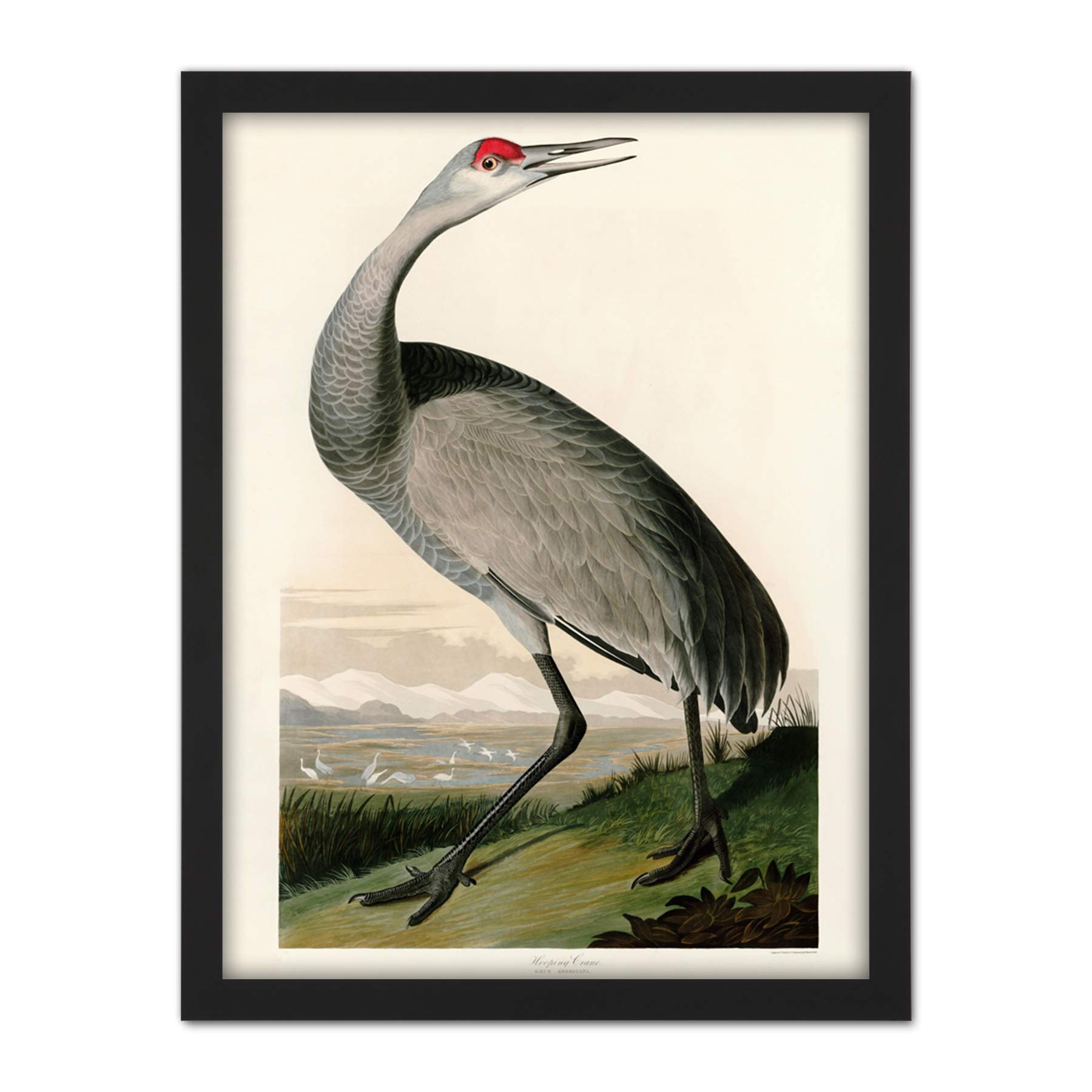 Artery8 Audubon Birds Crane Nature Painting Artwork Framed Wall Art Print 18X24 Inch