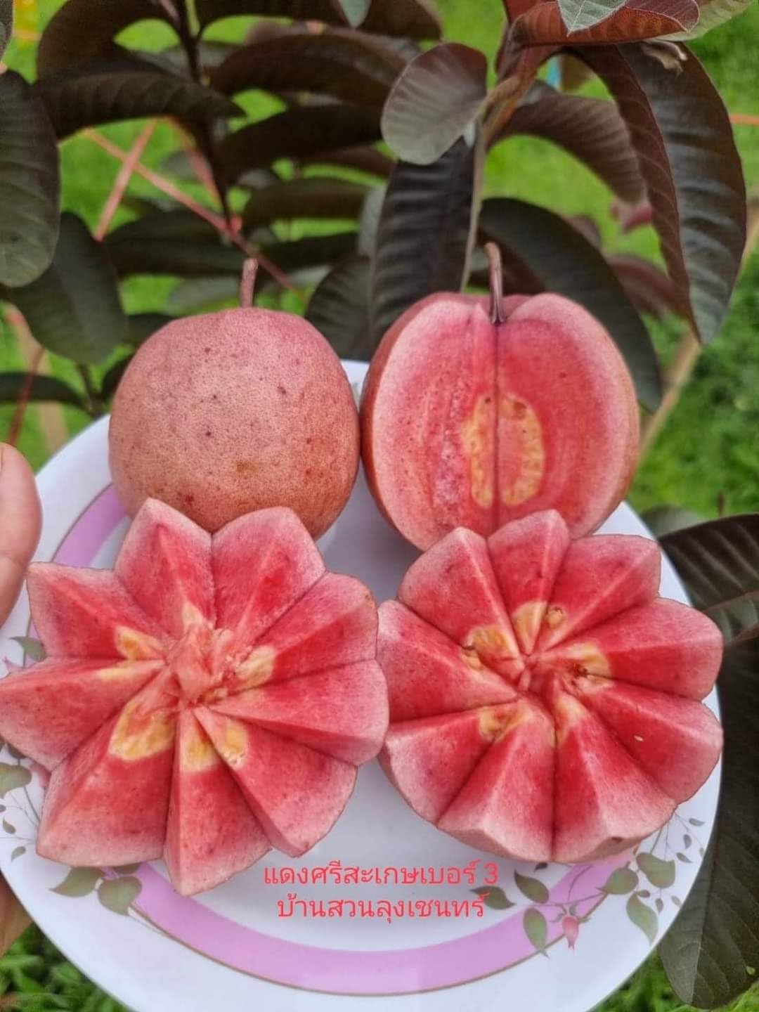 See full amazon price history chart for THE PLANT BAZAR - "Live Red Guava Plants | Healthy and Fruit-Bearing Tropical Trees | Fast-Growing Varieties" (2/3 Ft up Height) All India Weather Suitable Pack of 1 (Fruit After 1 Year) THE PLANT BAZAR - "Live Red Guava Plants | Healthy and Fruit-Bearing Tropical Trees | Fast-Growing Varieties" (2/3 Ft up Height) All India Weather Suitable Pack of 1 (Fruit After 1 Year) (B0BMF31XTL) Amazon Price History, Amazon Price Tracker