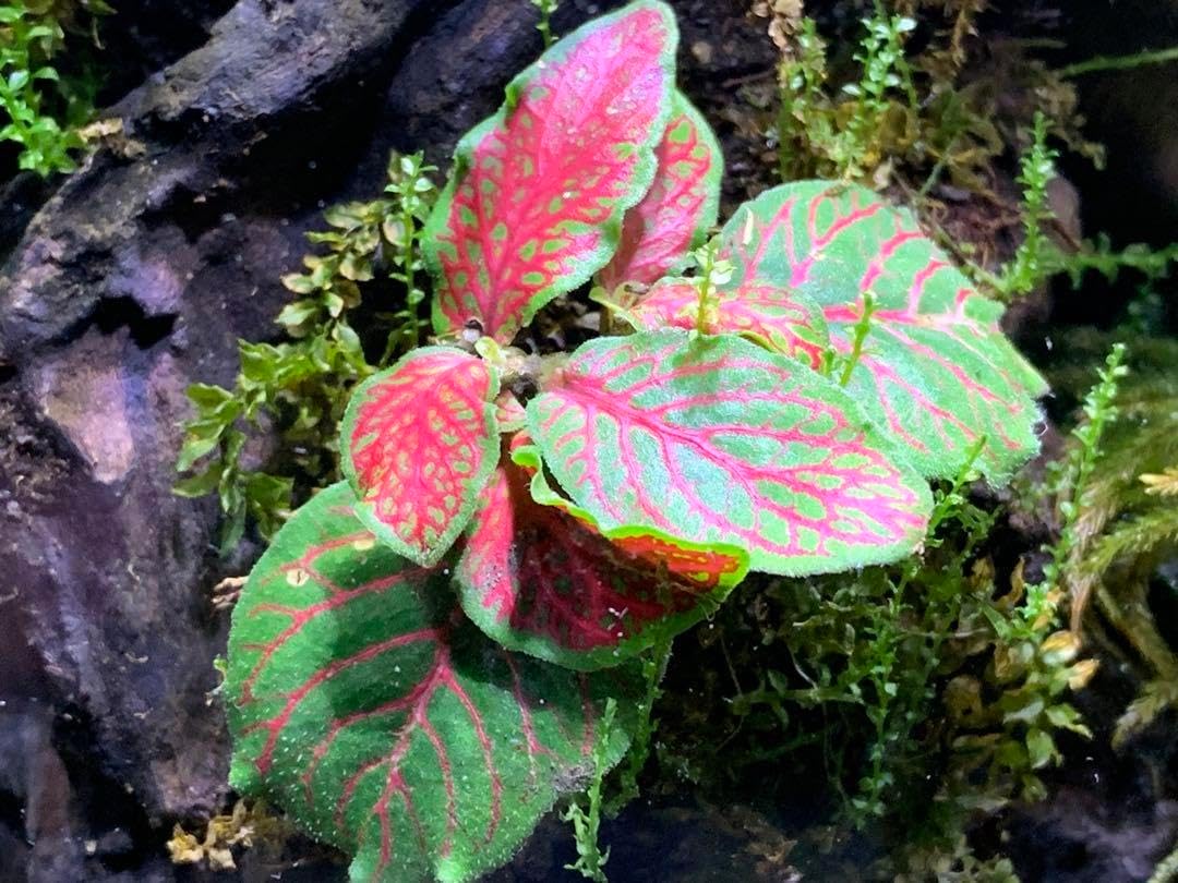 No.299 苔アート 苔テラリウム 完成品 苔テラリウム キット