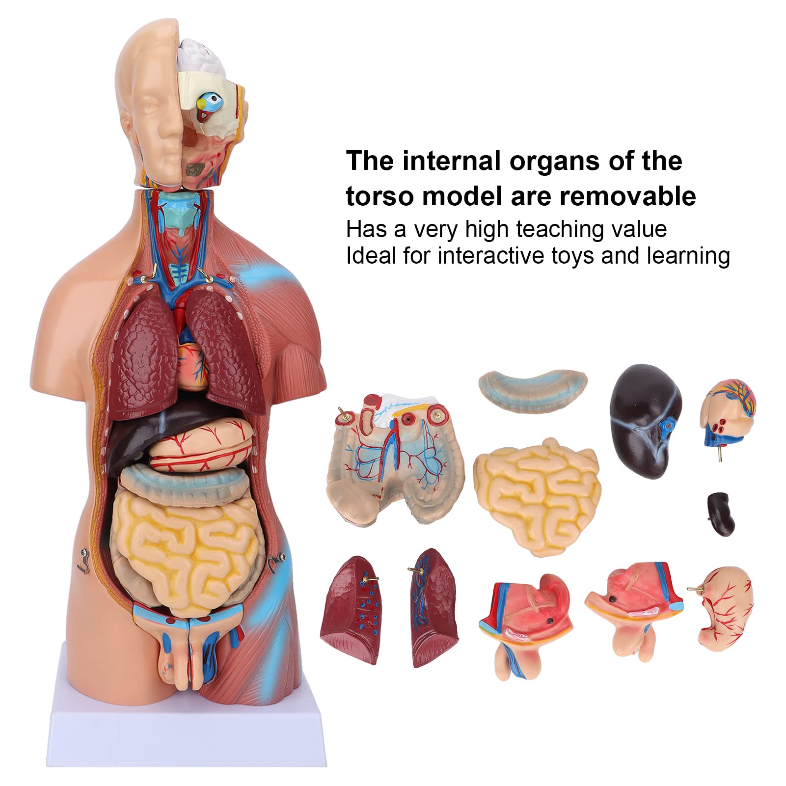 Fabater Modello di Torso Umano con Organi Rimovibili, Modello di Anatomia Corporea Didattica 17,7 Pollici per Strumento di Apprendimento dell'Anatomia Cerebrale dell'ospedale Scolastico