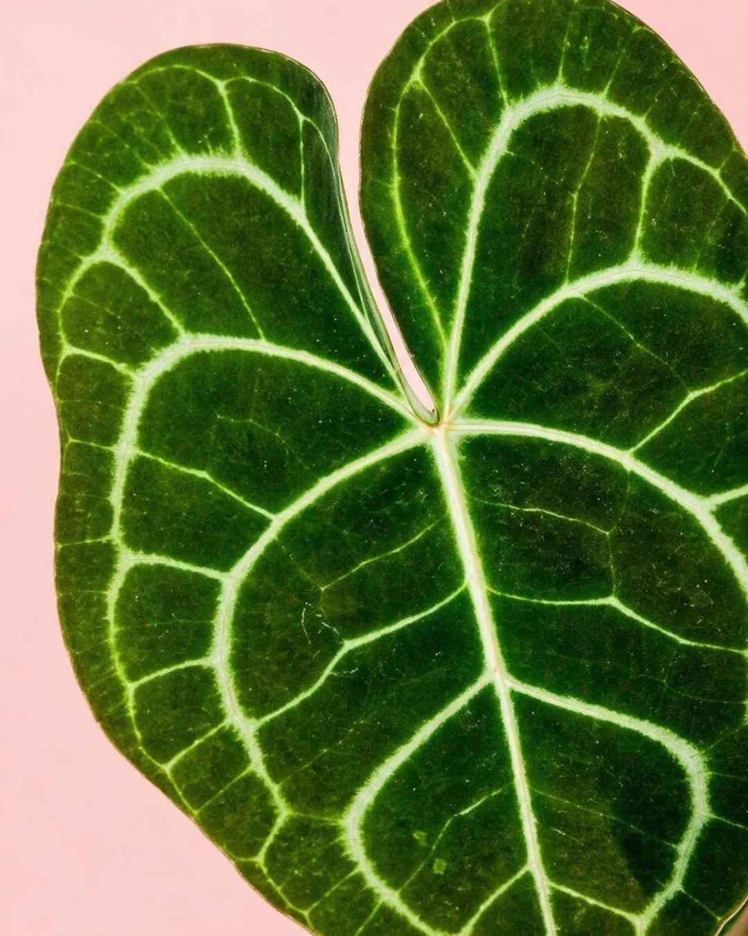 PUR PLANT Anthurium Clarinervium | Anthurium Tropical de Hojas Aterciopeladas | Planta de Interior Decorativa | Maceta de Ø12 cm