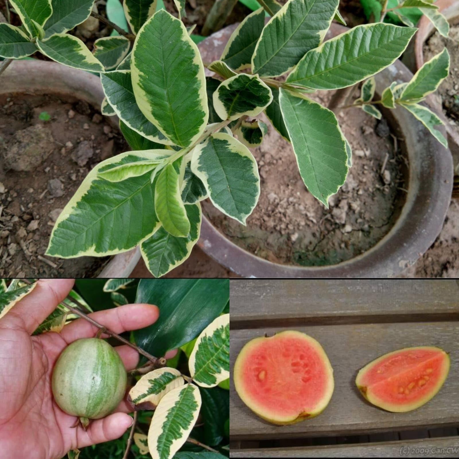 See full amazon price history chart for Natura GreenHouse Original 1 Live Grafted Variegated Red Guava Amrud Plant hybrid all seasons Height 1.5-2 FT (Grafted Variegated Red Guava Plant) Natura GreenHouse Original 1 Live Grafted Variegated Red Guava Amrud Plant hybrid all seasons Height 1.5-2 FT (Grafted Variegated Red Guava Plant) (B0D5MRPMJG) Amazon Price History, Amazon Price Tracker