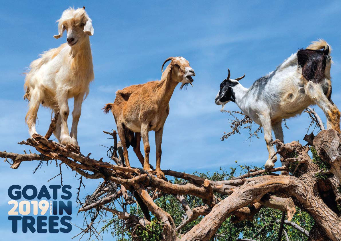 Goats in Trees 2019 Calendar