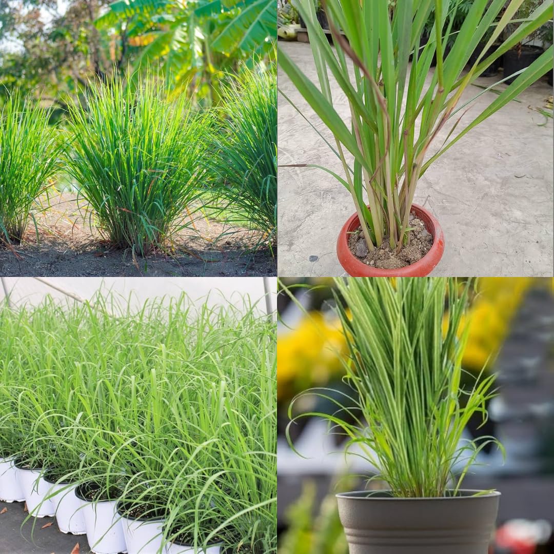 Mosquito Repellent Citronella Plant, Citronella indoor outdoor herb live plant, pack of 1-picture-30