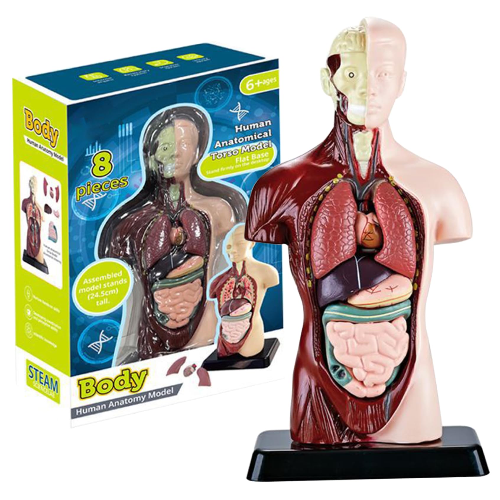 Model ciała człowieka dla dzieci, realistyczna zabawka anatomiczna 9,6 cala z 6 wyjmowanymi częściami organów, interaktywna zabawka edukacyjna dla dzieci w wieku 6+ lat