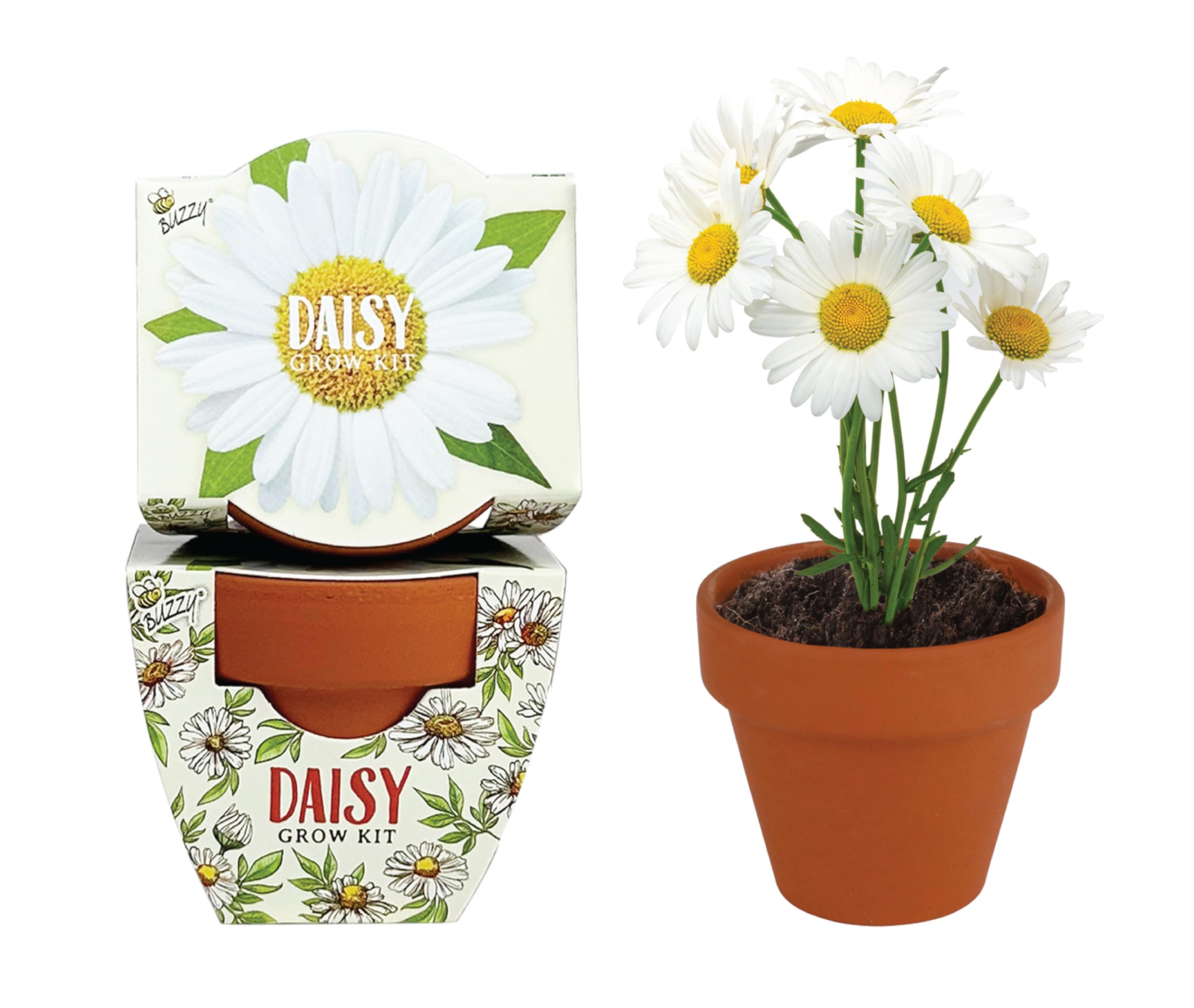 デイジーとミモザ Amazon.com: BUZZY Seeds Daydream Mini Terracotta Pots 12-Pack with