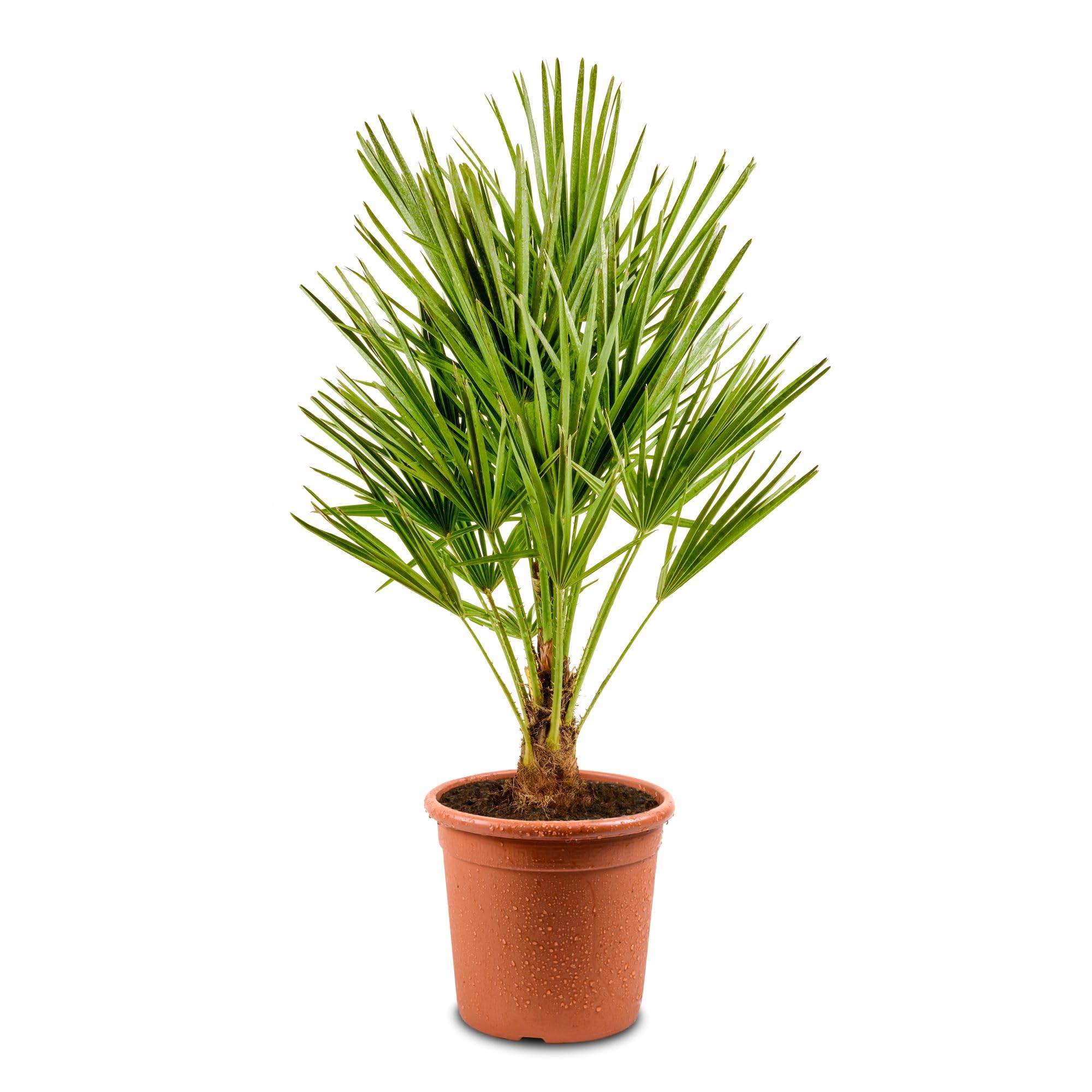 Meine Orangerie 'Mittelmeer Zwergpalme' - Winterharte Palme im Ø 22cm Topf - ca. 120cm inkl. Topf - Frosthart bis -12 Grad - Europäische Zwergpalme winterhart - Chamaerops humilis (Topf Ø 22cm)