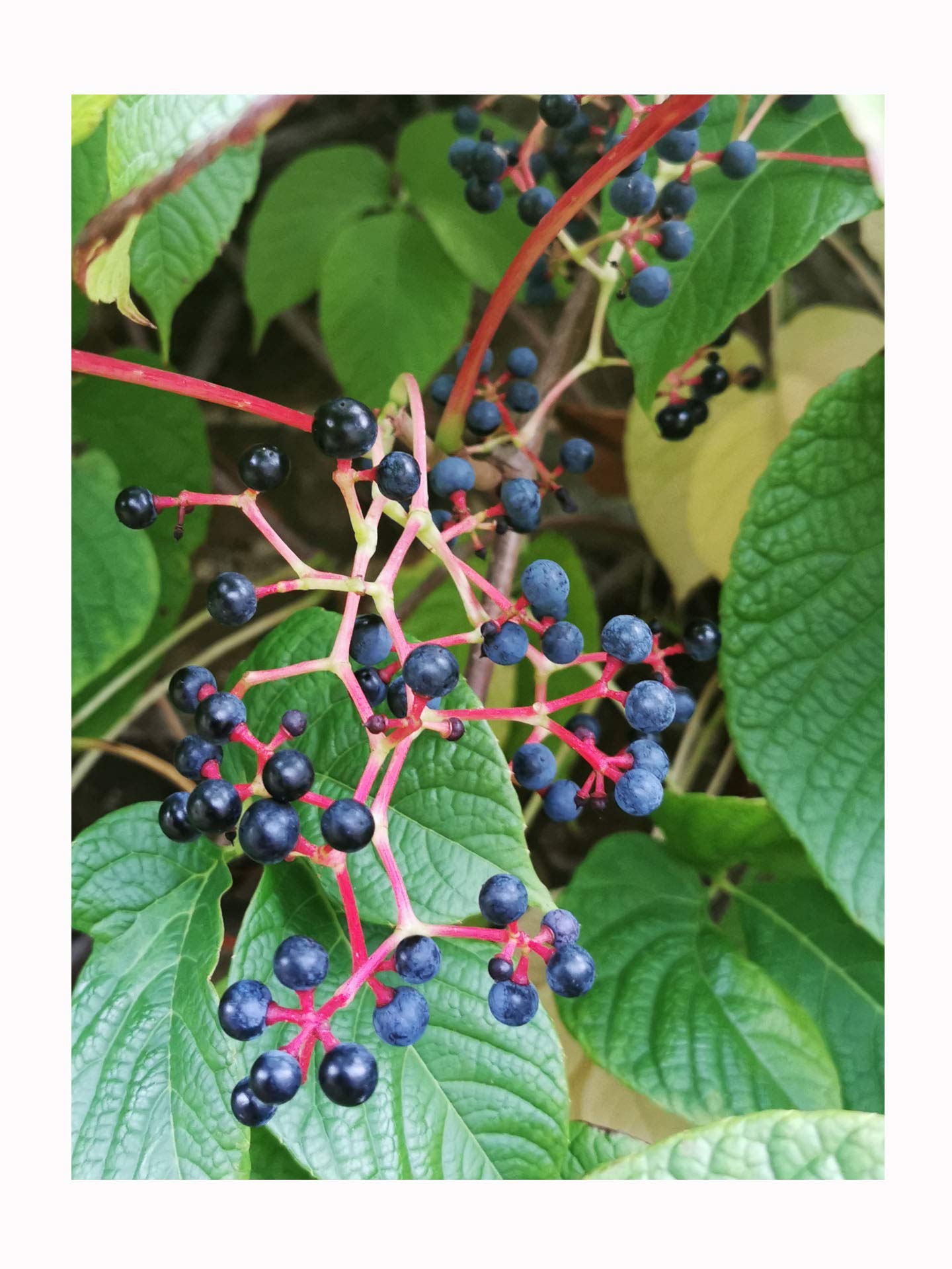 Himalayan Woodbine, Parthenocissus himalayana, an Elegant Climber, Rarely Offered, Great for UK Climate, 5-7cm Plant in a 7cm Pot