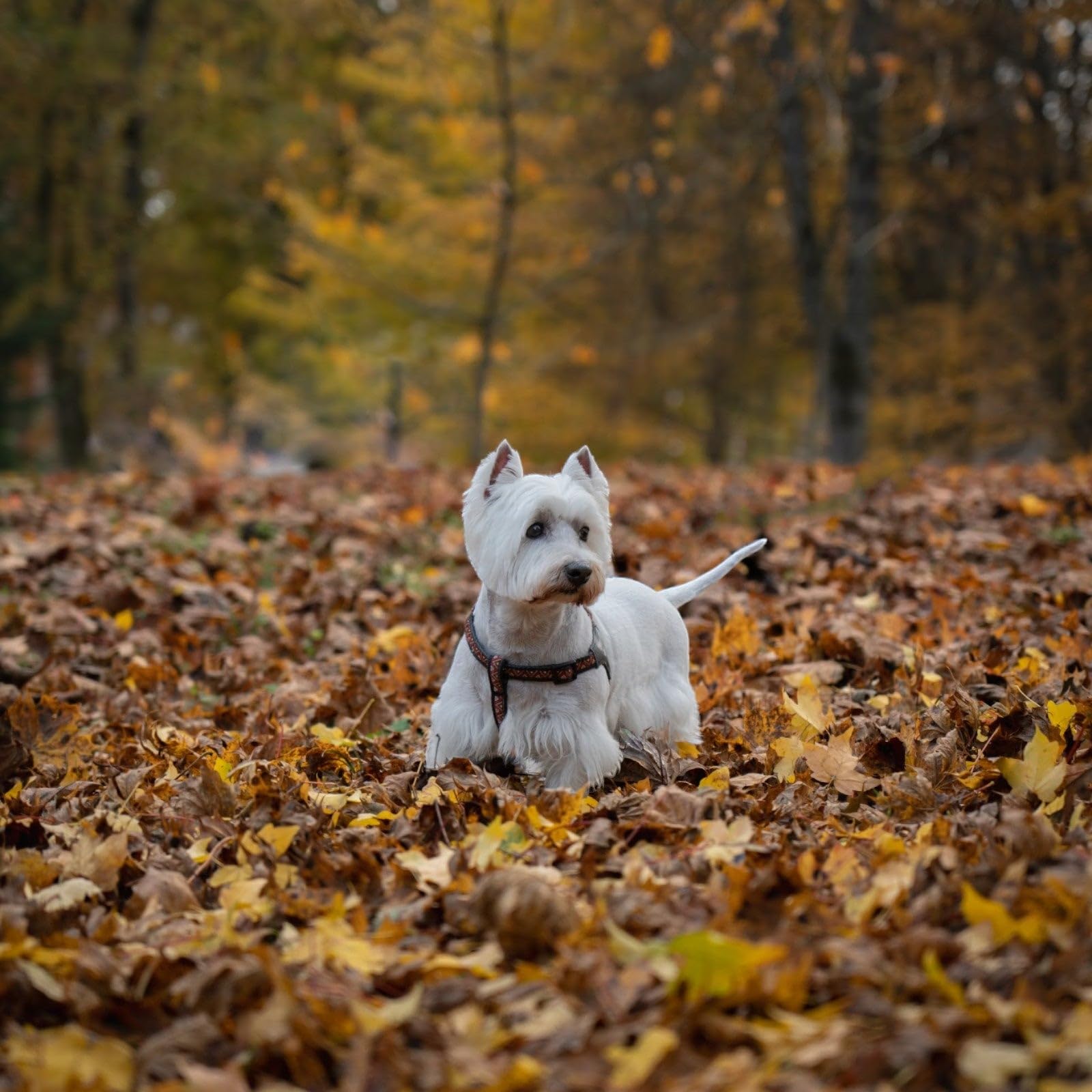 PORTAPENNE QUAIL DESIGNS WESTIE