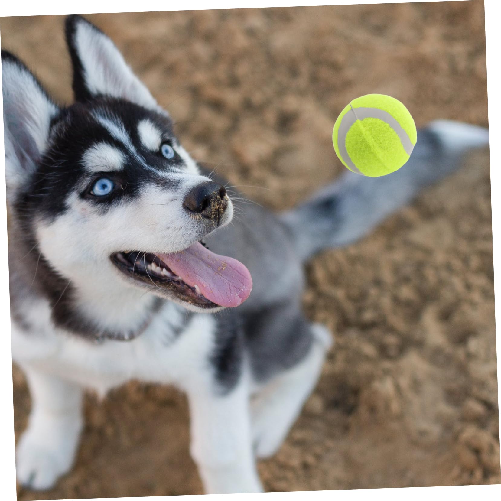 22stücke Teiliges Tennisbällen Für Hunde Bouncy Bälle Interaktive Trainings Und Spielbälle Für Kleine Mittelgroße Und Große Hunde Langlebige Kaubälle