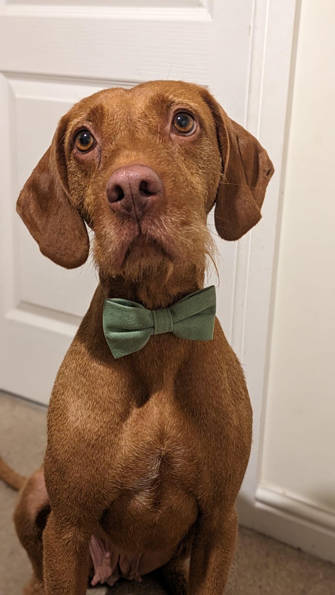 Sage Green Cotton Blend Dog Bow Tie, 10cm x 5cm - Image 3