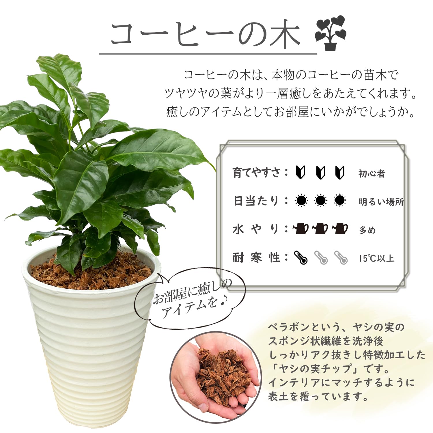 観葉植物 コーヒーの木 苗 超希少品種 チロソ オンブリゴン 4株セット