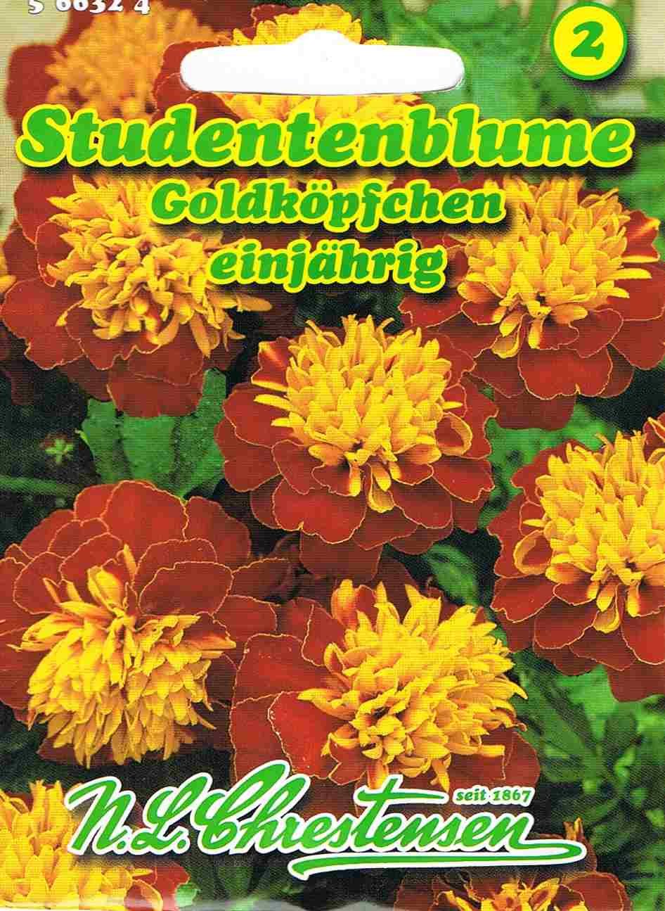 Studentenblume Goldköpfchen niedrig goldgelb Tagetes patula nana