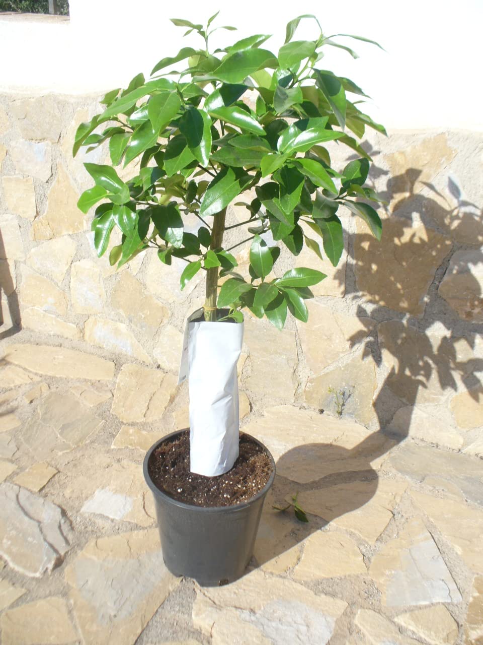 Pamplemousse (agrumes - paradisi) un jeune arbre avec un tronc épais