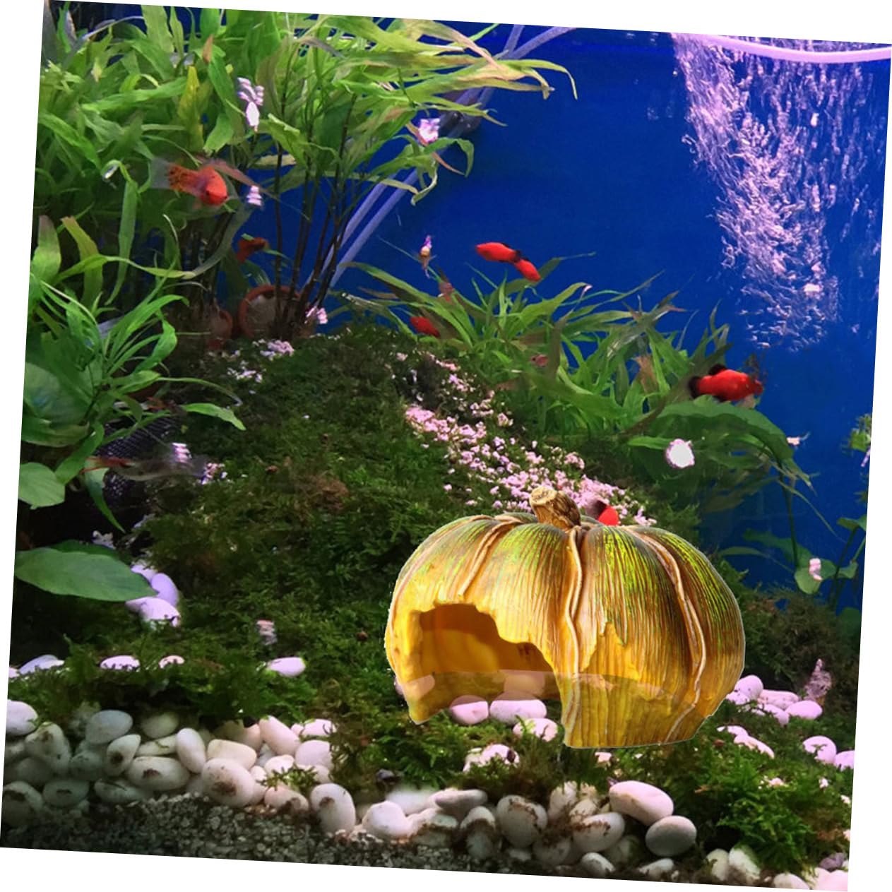 Alipis Grotta Decorativa Per Acquario Zucca Accessorio Per Acquario in Resina Decorazione e Per Pesci e Gamberetti Paesaggistico Per Acquari Piccoli e Compatti