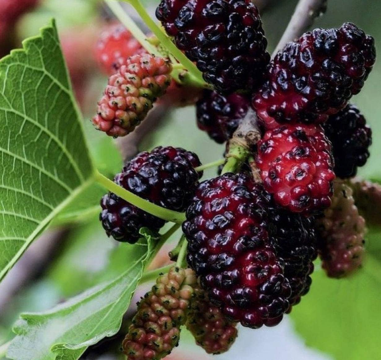 The WomenLand Mulberry Seeds(200 Seeds)