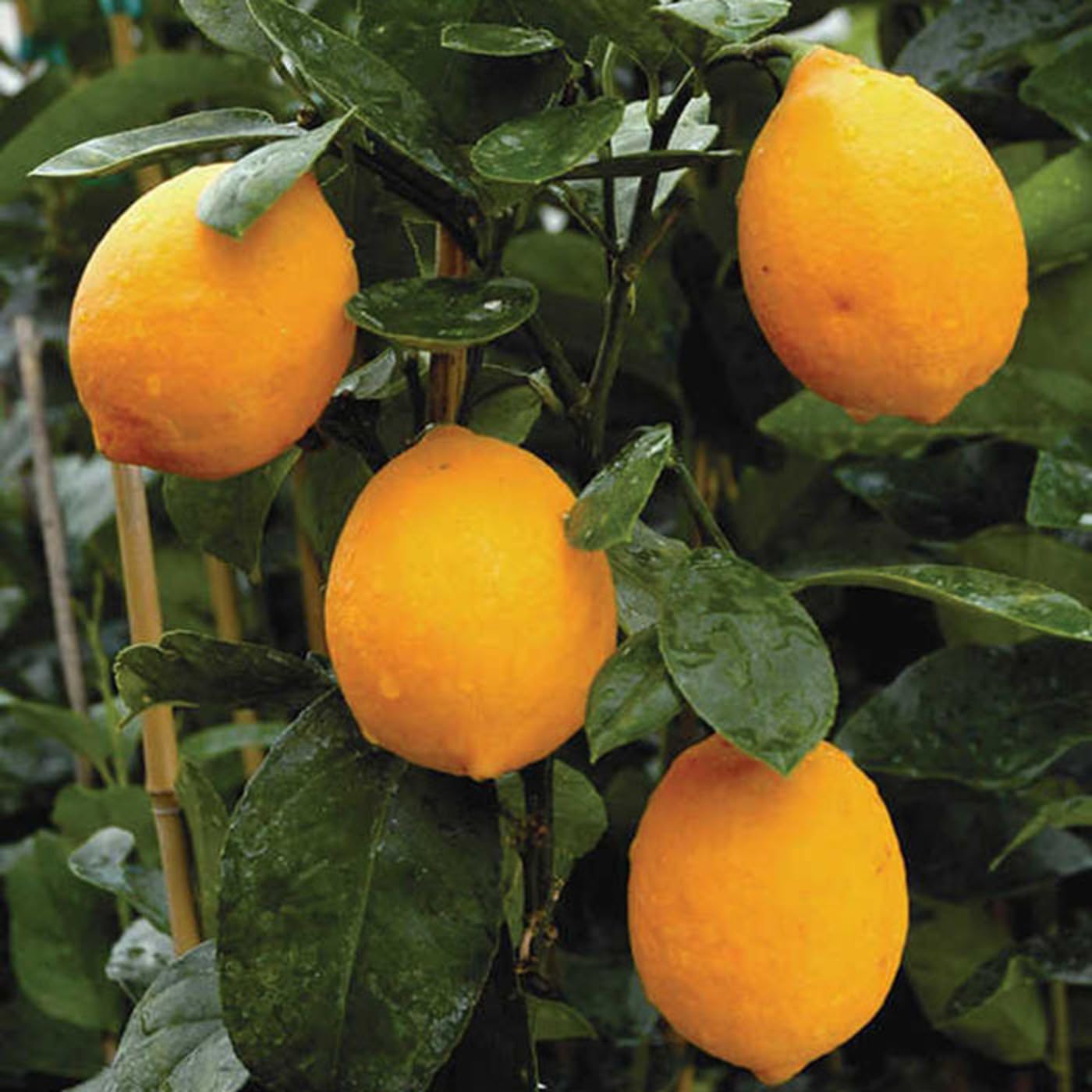 ONLINE PLANT BAZAR Hybrid Gandharaj Lemon/Kaffir Lime Live Plant(Air Layered/Guti Kolom)-G2 (B0CC67T2LH) Amazon Price History, Amazon Price Tracker