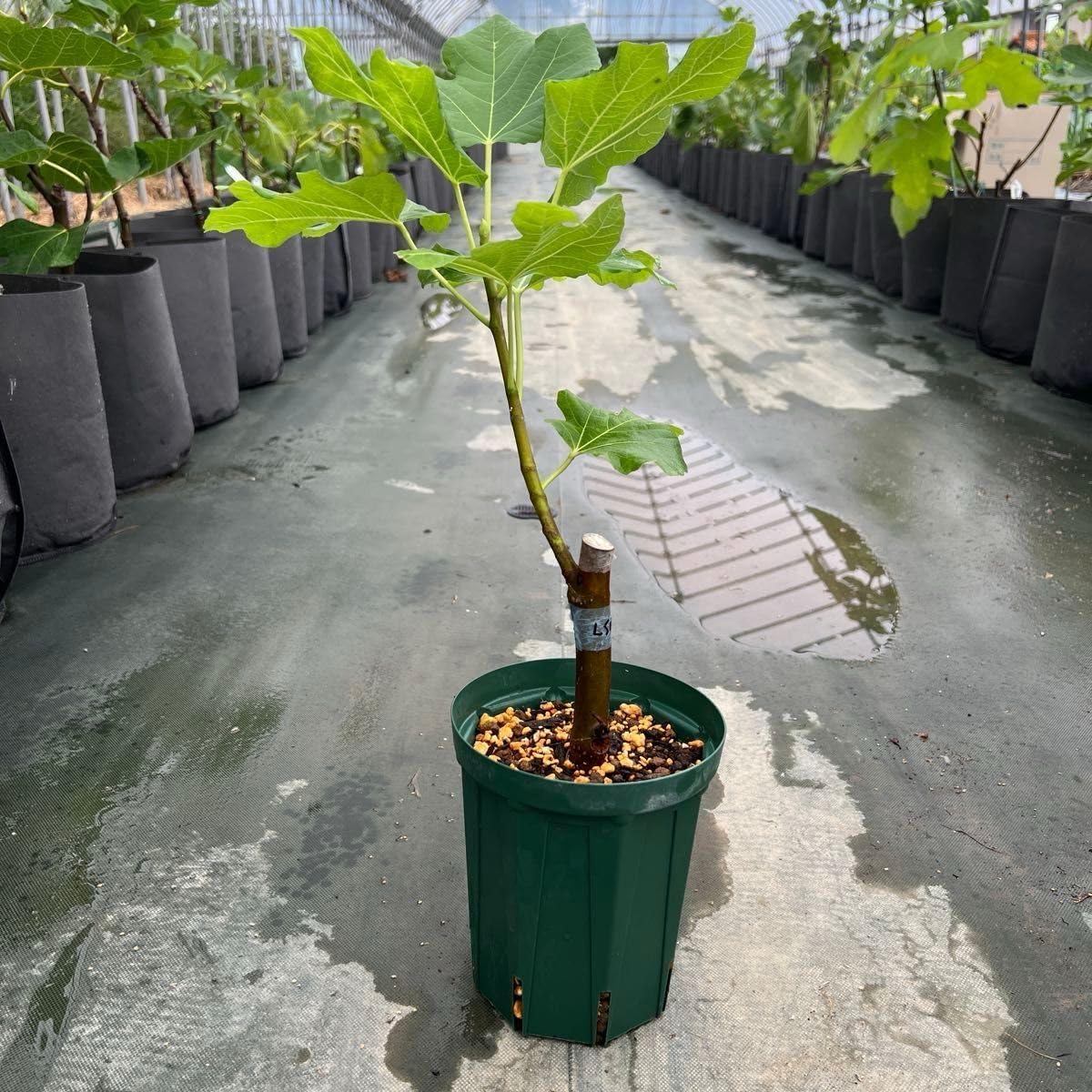 白木盆栽園 楓 盆栽 樹高24センチ 楓カエデ紅葉モミジ欅ケヤキ実物観葉