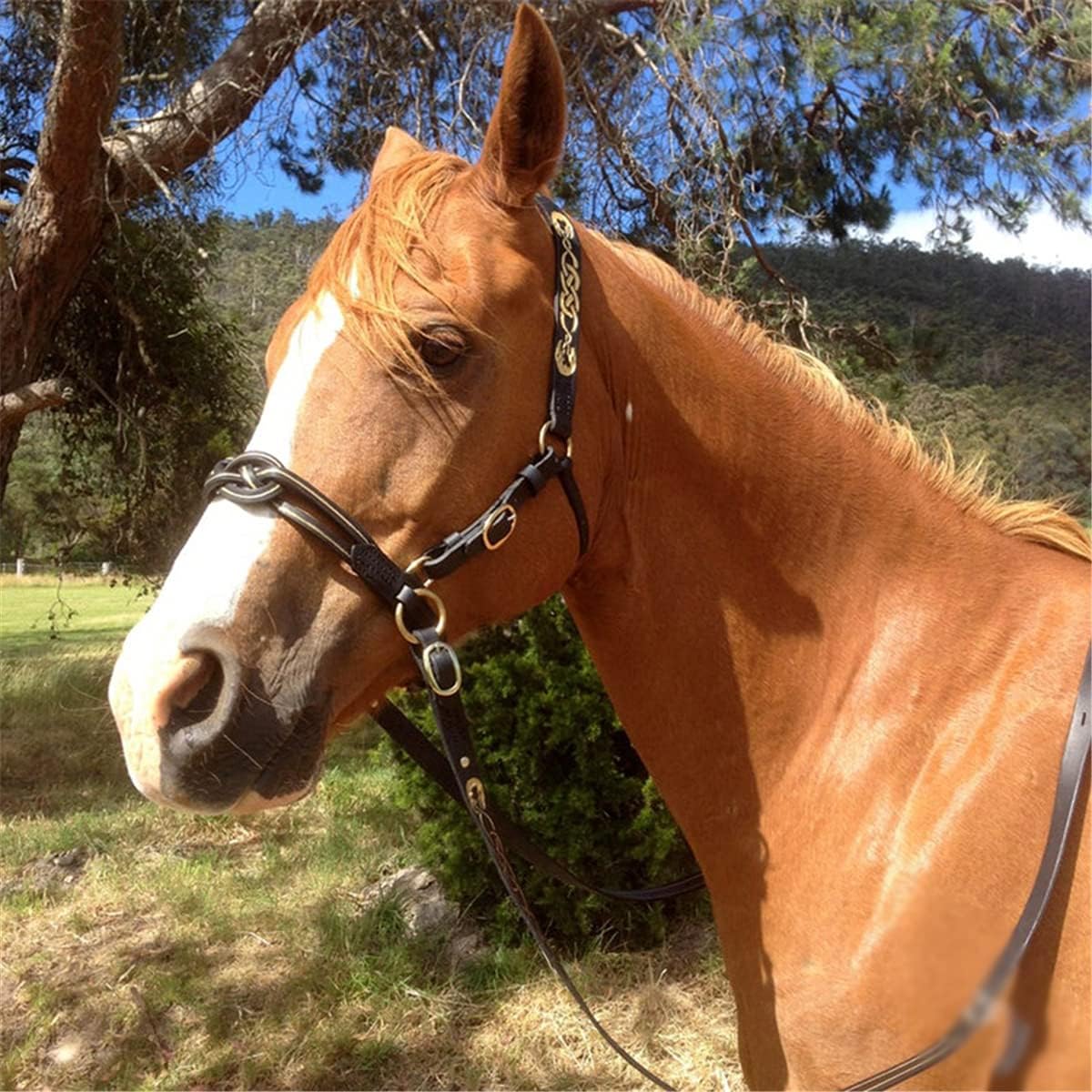 AISHFP Detachable Horse Bridle, Pu Protective Head Collar Training Match Horse Halter Control Direction Fashion Bridle Equestrian Supplies Horse Equipment Accessories,Black : Home & Kitchen