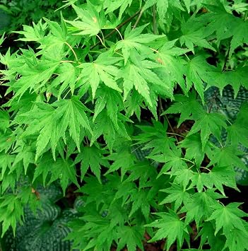 Seeds - Japanese Maple, Acer palmatum, Tree 20 Seeds Fall Colors, Fast, Hardy, Bonsai, Tree, Flower, Fruit, YNKS Seeds