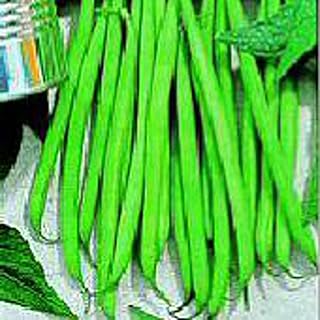 Petite Filet French Bush Beans Seeds (20+ Seeds) | Non GMO | Vegetable Fruit Herb Flower Seeds for Planting | Home Garden ...