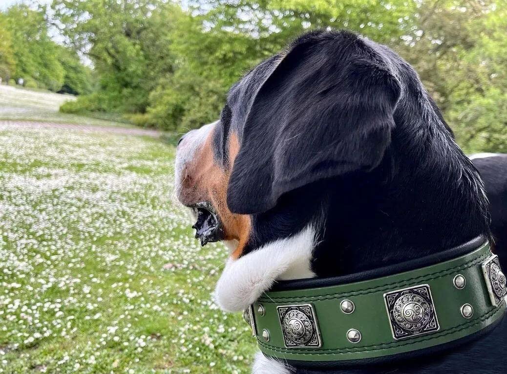 Bestia™ EROS Hundehalsband für große Hunde. 100% Leder. Weich gepolstert. 6,3 cm breit. TOP Qualität!