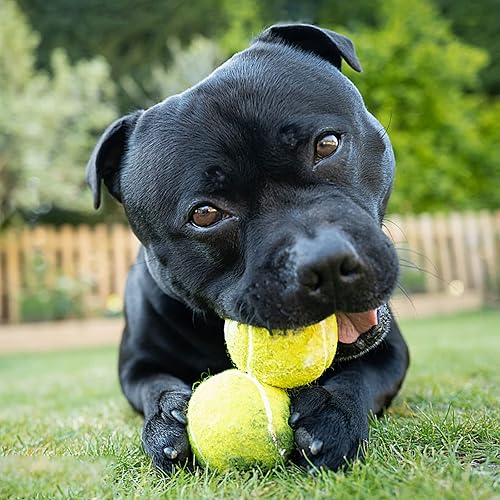 Miniatura 6 de Pelotas de tenis para perros, paquete de 3 pelotas de juguete para mascotas, bolas duraderas de 2.5 pulgadas para entrenar, jugar, hacer ejercicio,