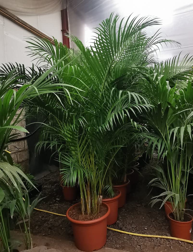 GLOBALPLANTS ARECA PLAM LIVE PLANTS (B0B4DLVWS7) Amazon Price History, Amazon Price Tracker