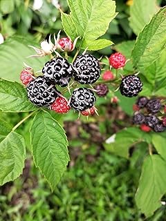 Hundredfold Black Raspberry 20 Fruit Seeds - Non-GMO Canada Native Wild Blackcap Whitebark Raspberry, Bramble, Producing Tasty Fruits & Fragrant Flowers, Ontario Grown, Packed and Shipped in Canada