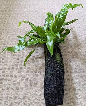 【現品】オオタニワタリ　天然ヘゴ付き　（2） おしゃれ 観葉植物：オオタニワタリ ヘゴ板付 鉢カバー*麻布 2箱