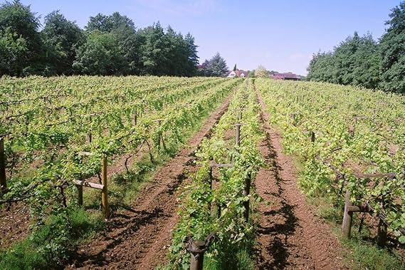 Virgin Experience Days for Two Winery & Brewery Tour with Tastings – Experience Couple Gifts for 2 - Behind-the-Scenes Tour of Chiltern Valley Winery & Brewery in the Scenic Oxfordshire Countryside
