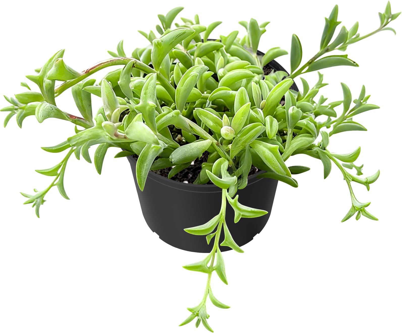 Sprout N Green String of Dolphins, Live Trailing Succulent Fully Rooted in 2" Pot, Home Office Wedding Decoration DIY Projects Party Favor, Easy to Care, Ideal Plant for Hanging, Keep Away from Pets