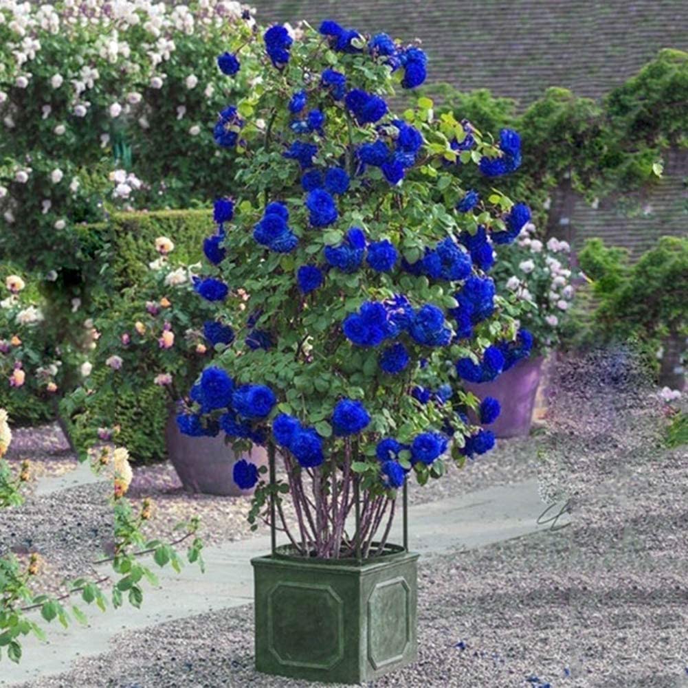 Blue Creeper Rose Flower Seeds For Sowing -. 20 Seeds - Grow In All Seasons (B0C9V775CJ) Amazon Price History, Amazon Price Tracker