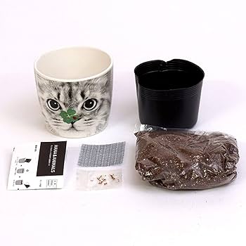 クローバーの苗 G ・Rセット☆ネコポス便発送！ クローバーの苗 G ・R