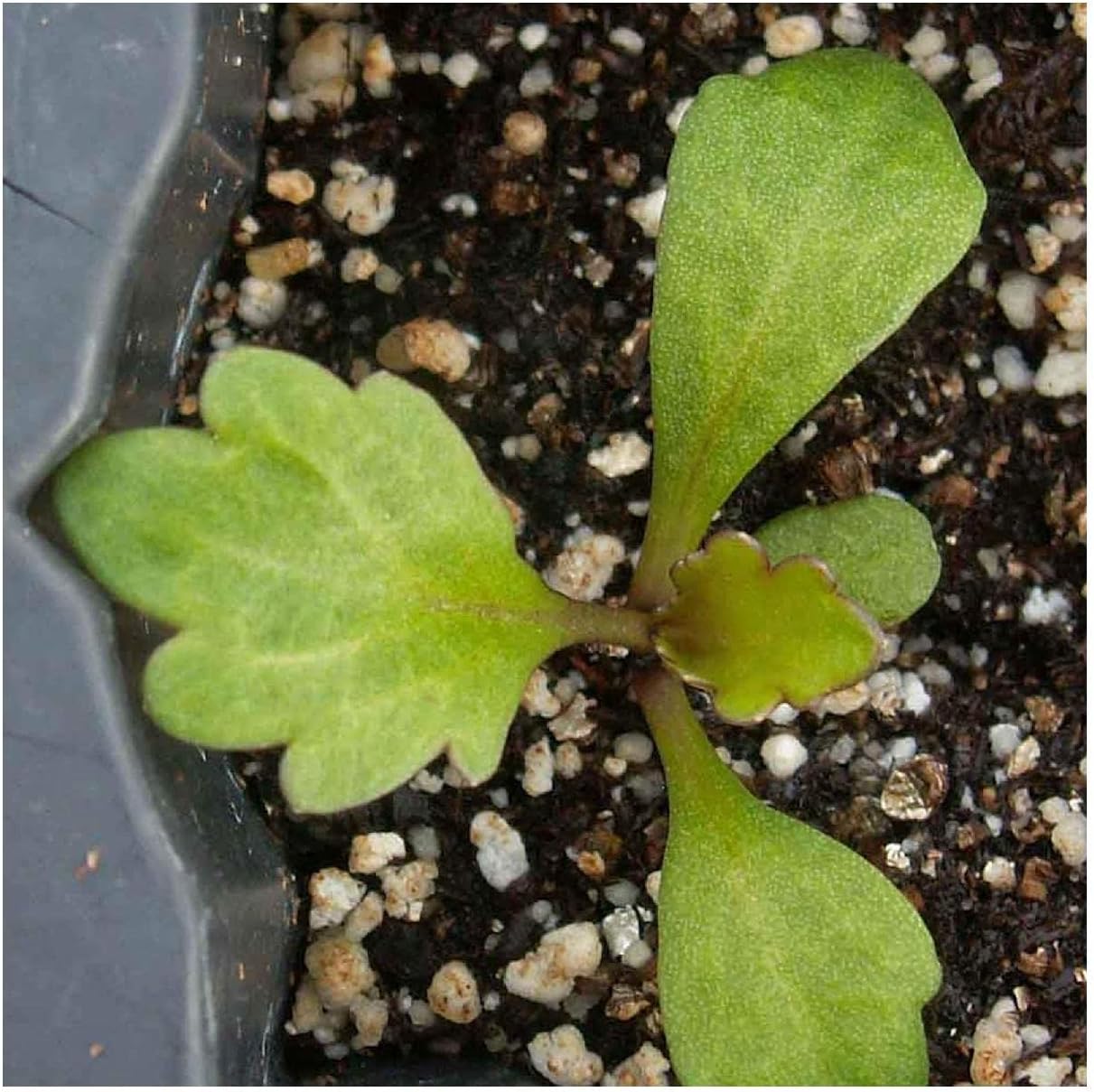 Everwilde Farms - 1/4 Lb Dwarf Shasta Daisy Wildflower Seeds - Gold Vault